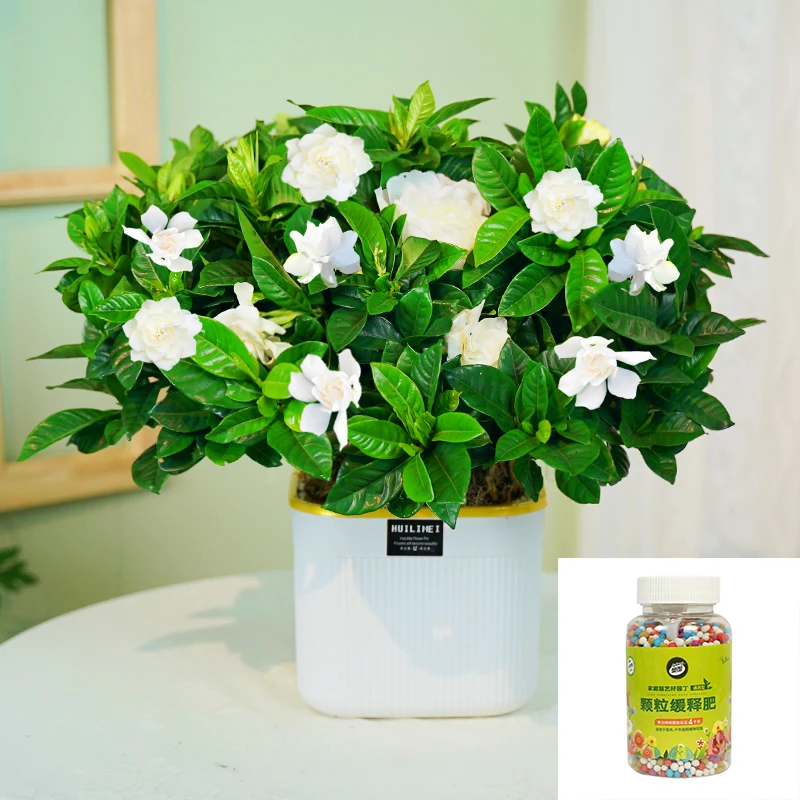 栀子花浓香型室内外批发花卉绿植基地直发盆栽四季好养花卉开花