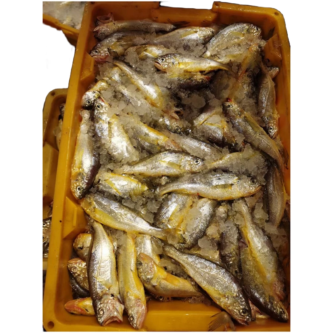 活流丝网深海捕捞野生小黄鱼