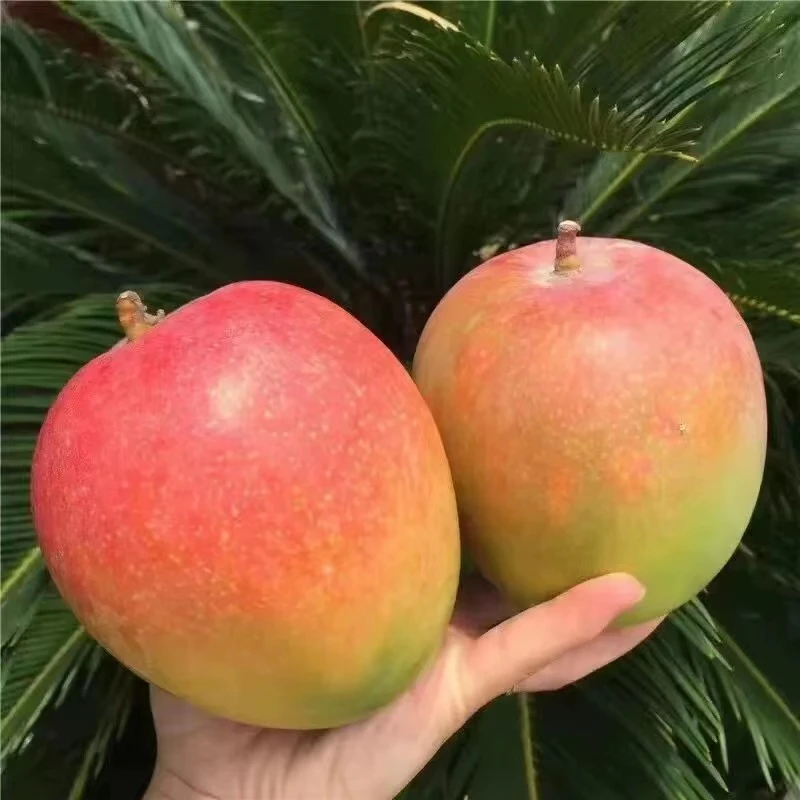 F广西百色热农芒果椰香黄皮澳芒苹果芒爆甜多汁【坏果包赔】