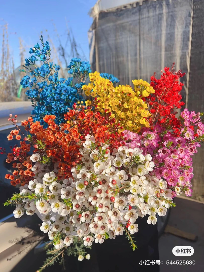 腊梅（下单必须备注颜色，蓝色、白色、橙色）不备注就随机颜色了