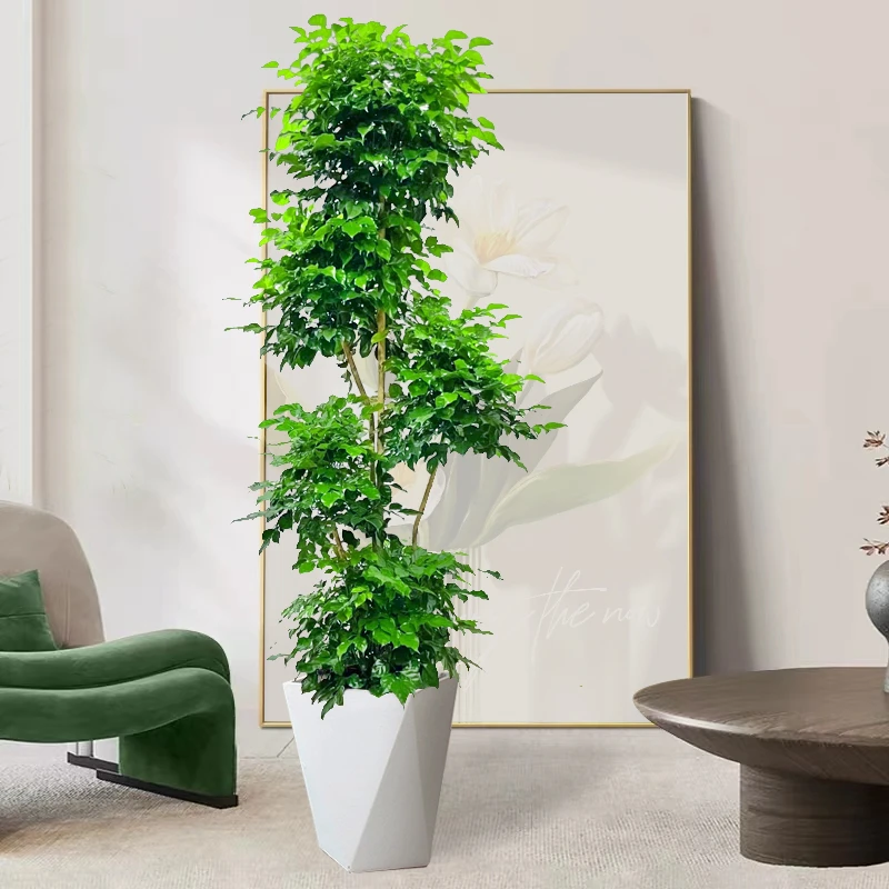 幸福树盆栽客厅大型绿植室内办公室绿宝吸甲醛净化空气