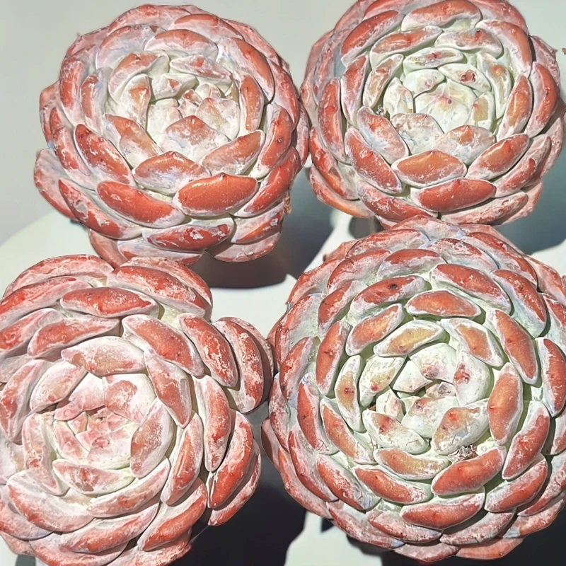 橙梦露星影石榴子