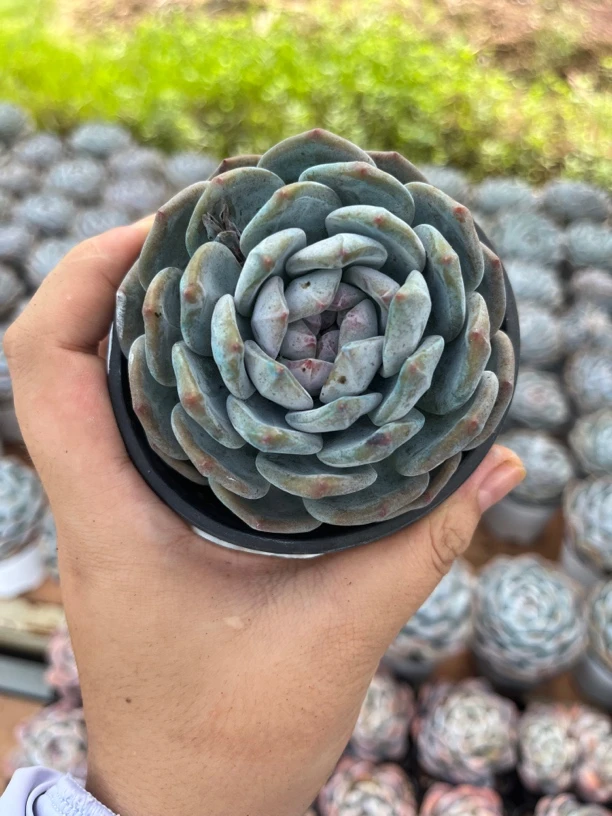 石榴子星颖橙梦露多肉