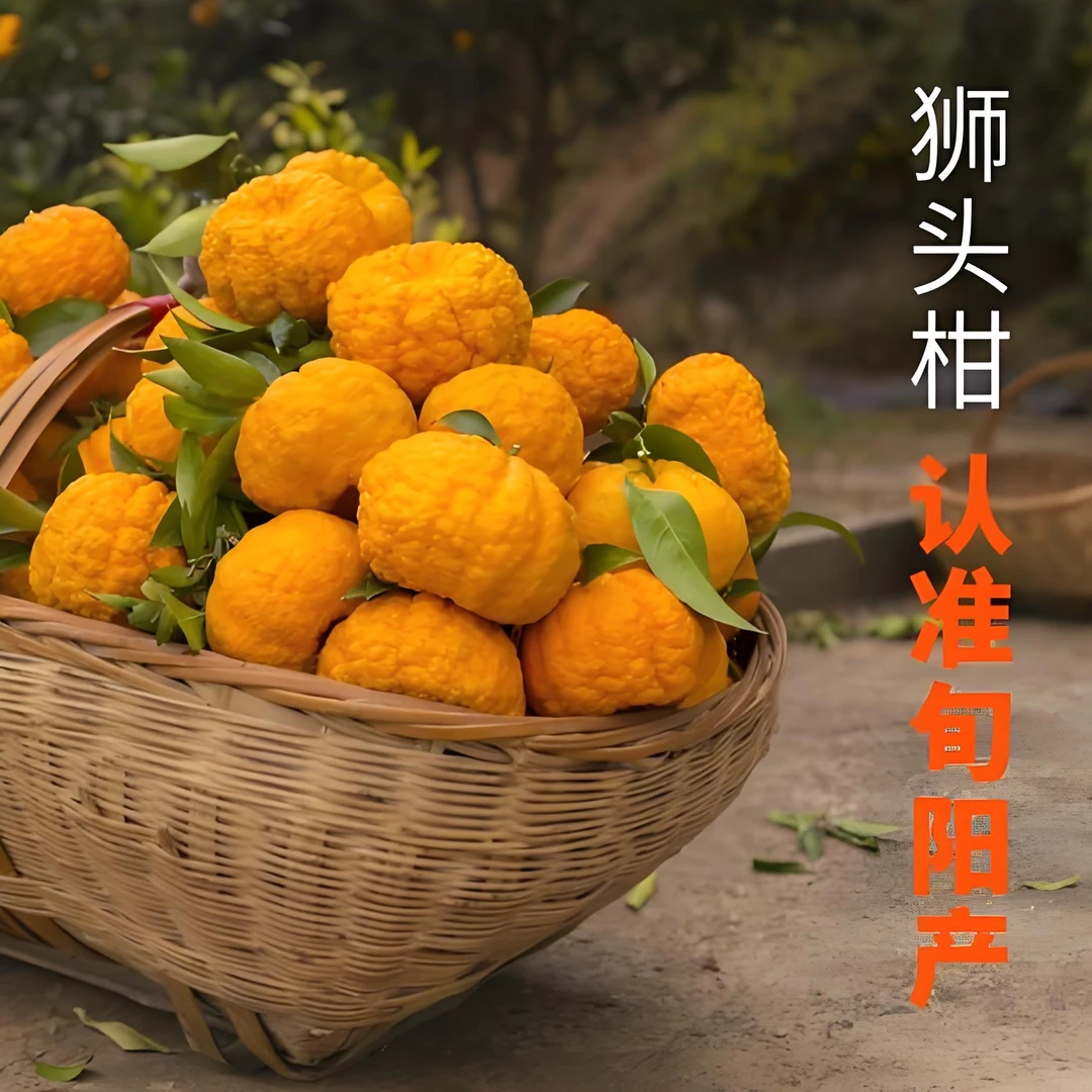 【严姐优选】旬阳特产狮头柑【10斤带箱】微苦介意勿拍