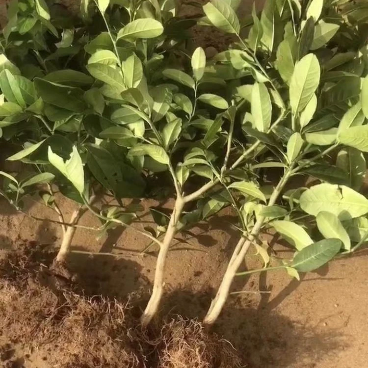 香水柠檬树苗盆栽地栽阳台庭院南北方适种