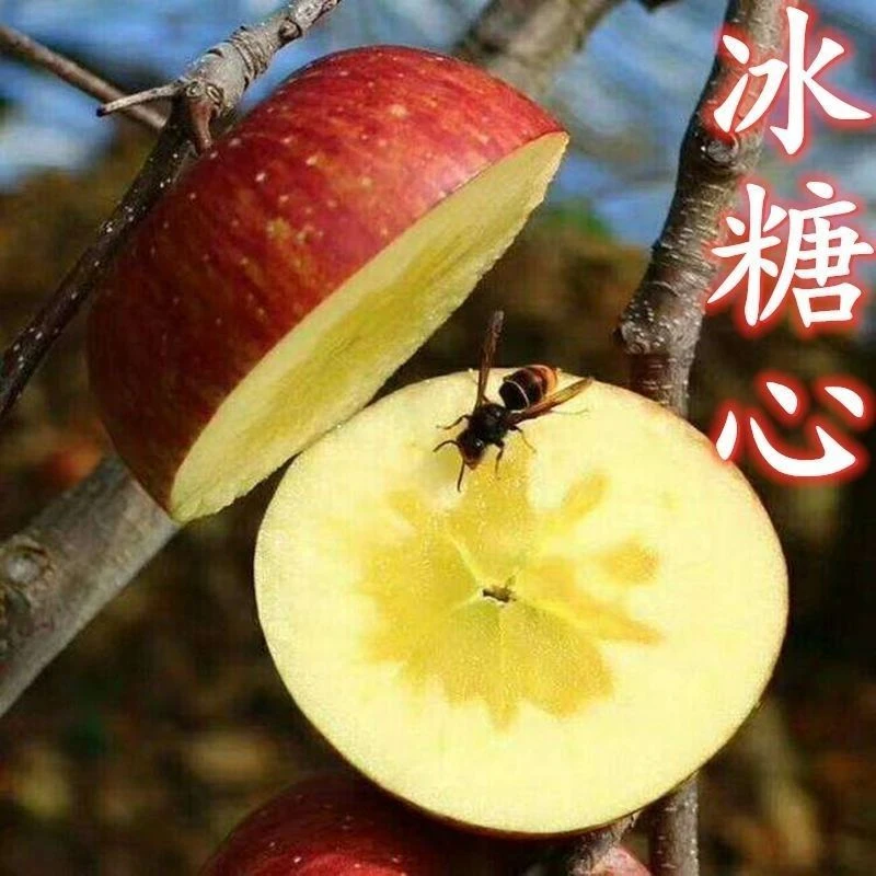 冰糖心苹果树苗嫁接矮化红富士苹果盆地栽耐寒南北方种植当年结果
