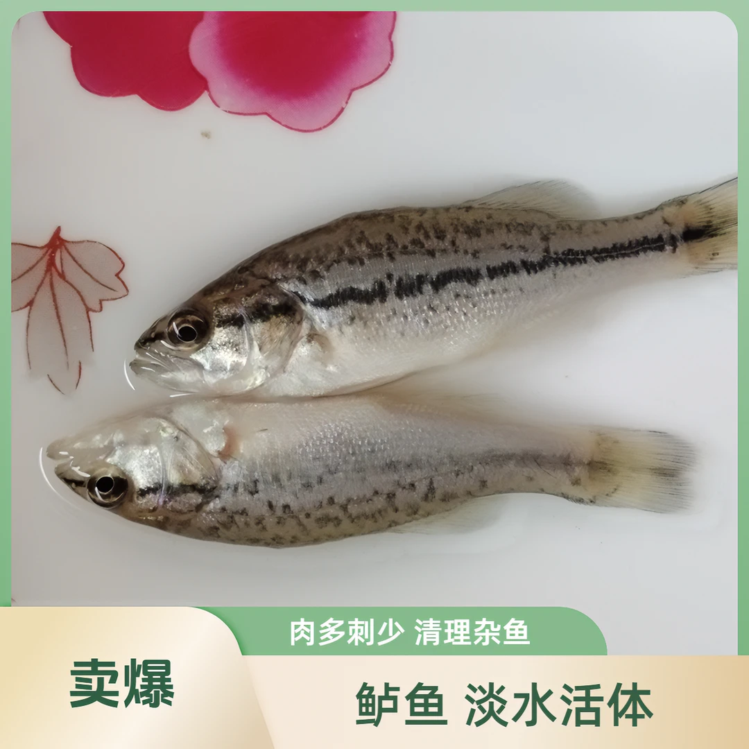 【活体】大口鲈鱼（4-8cm）观赏鱼淡水鱼冷水鱼