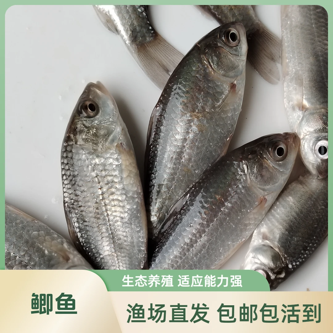 【活体】高背鲫鱼（4-10cm）观赏鱼淡水鱼冷水鱼