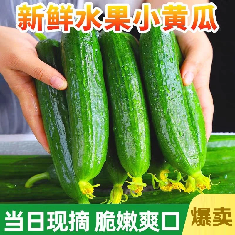 【清脆爽口】山东寿光当季水果小黄瓜新鲜现摘1斤--5斤皮薄无刺营养