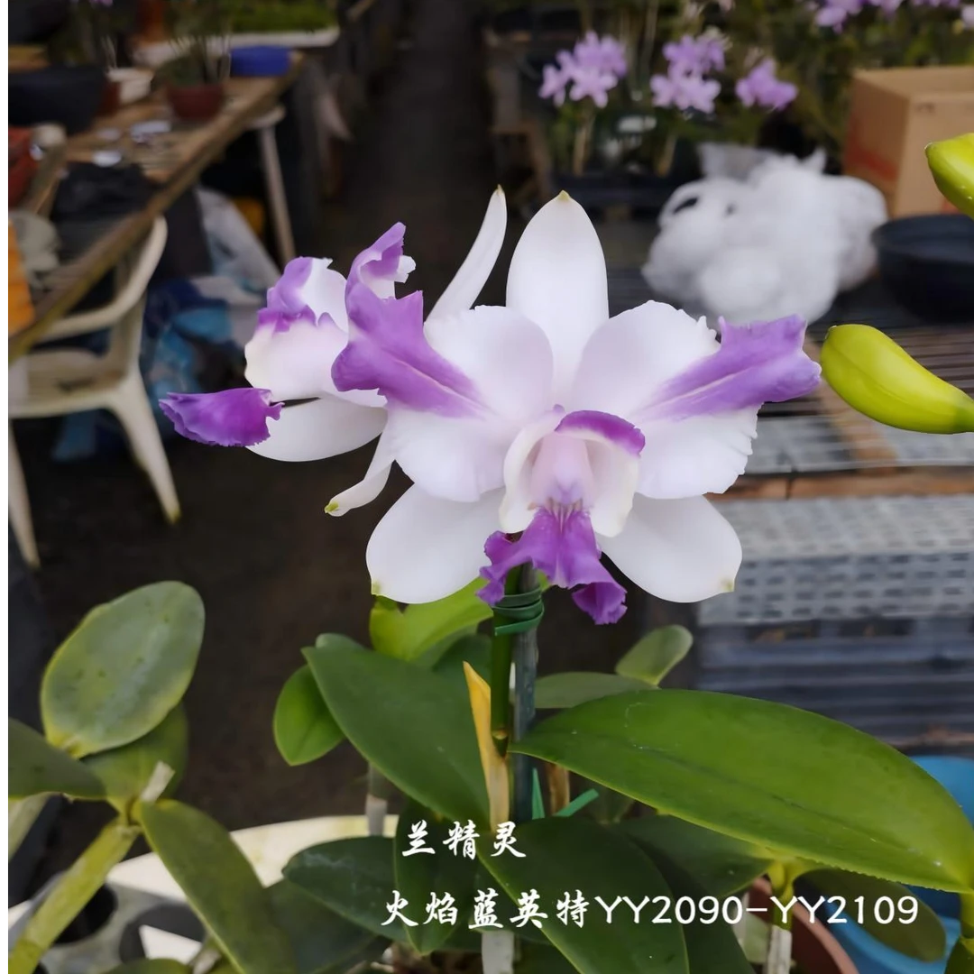 洋兰，原产地巴西卡特兰-火焰蓝英特