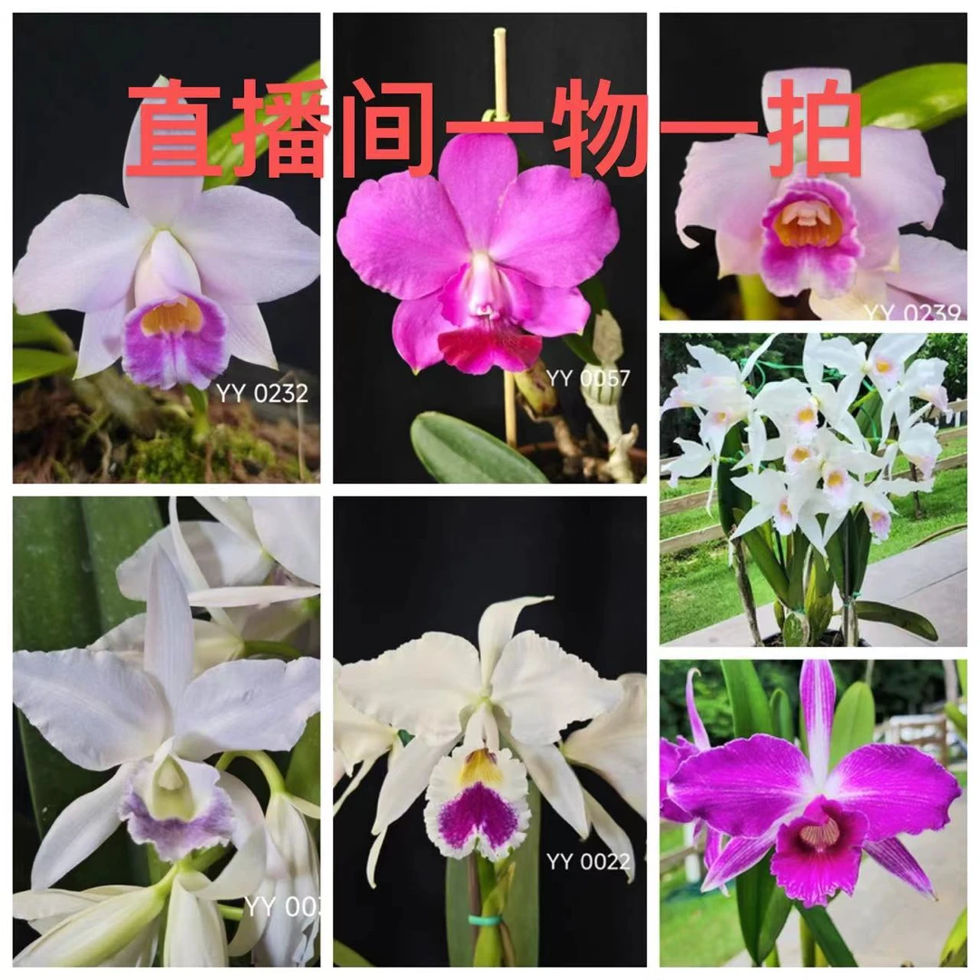 洋兰巴西卡特兰直播间一物一拍