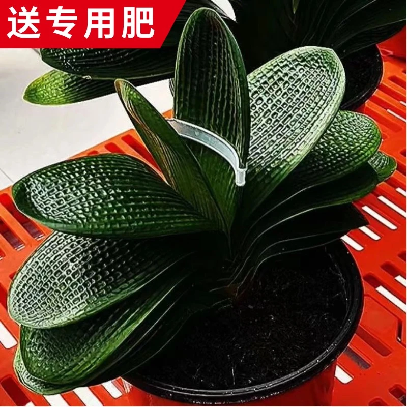东北名贵君子兰精品迈巴赫麻脸盆栽宽短叶圆头绿植盆栽花卉