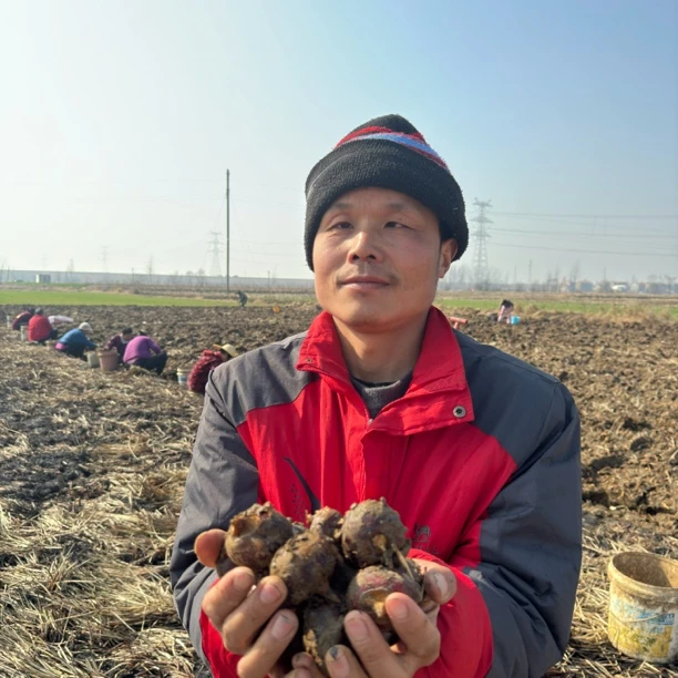 湖北农家马蹄荸荠水果带泥脆甜马蹄果现挖现发天然多汁5斤