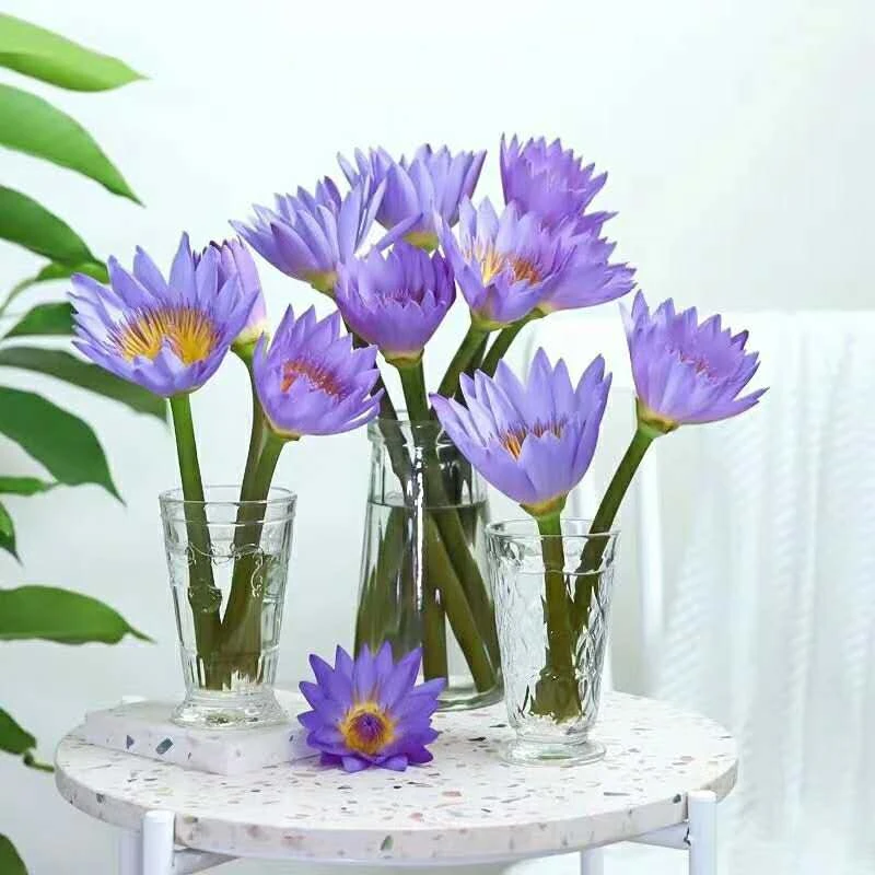 睡莲鲜花水培鲜花睡莲花苞居家插花清香型鲜花