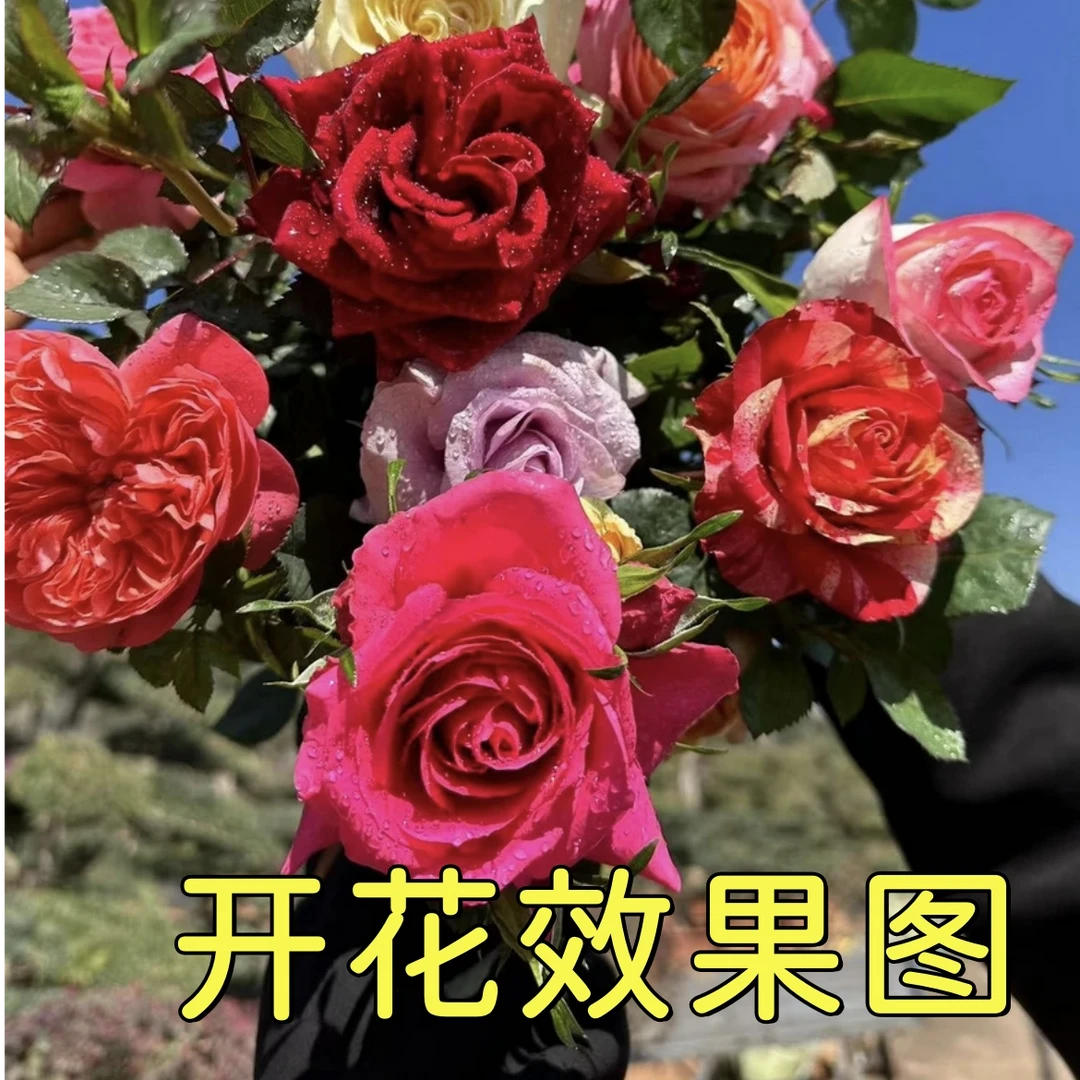曼【混色】花苞发货星花怒放月季四季开花庭院阳台