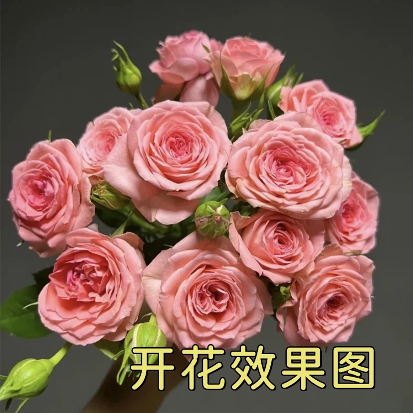 （9.9一盆）【仙度瑞拉】+【果汁阳台】花苞发货月季四季开花庭院