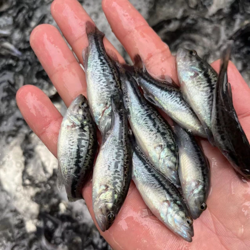广东佛山淡水鲈鱼 大口黑鲈 加洲鲈鱼淡水   水族活体 宠物观赏鱼