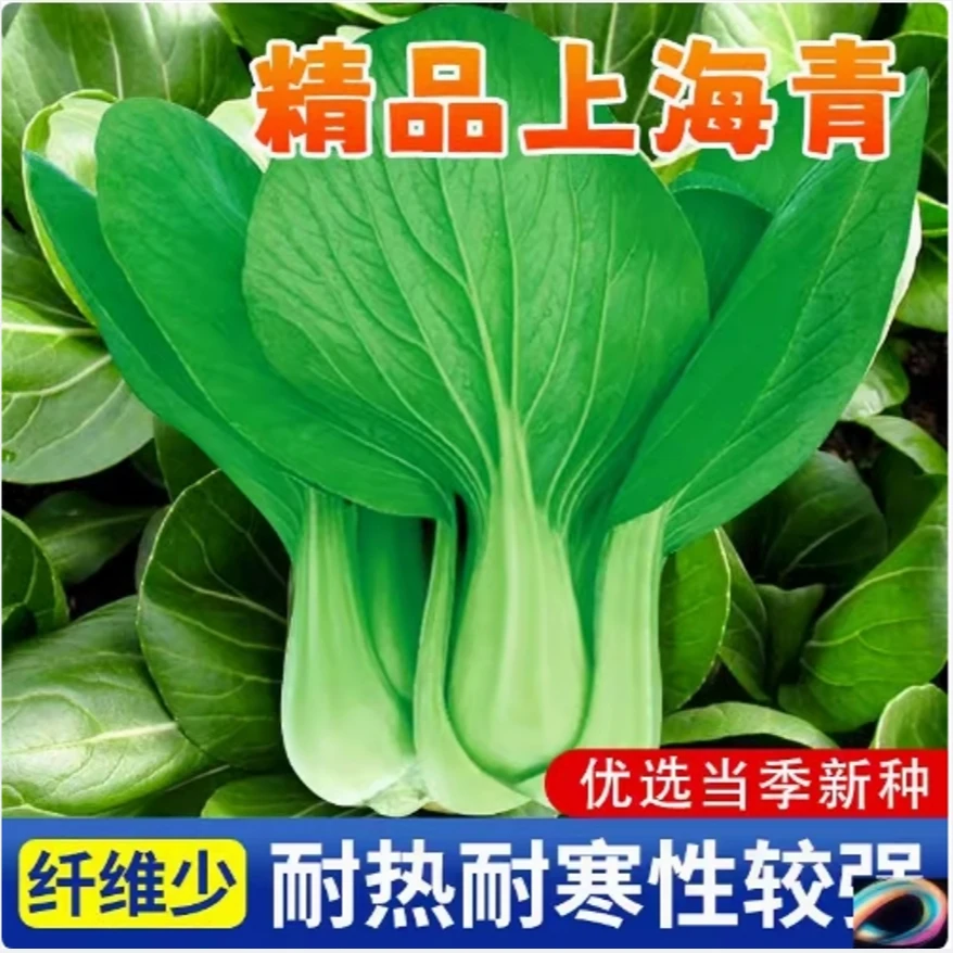 【全场满5元包邮】四季上海青种籽小青菜种子白菜蔬菜阳台种菜
