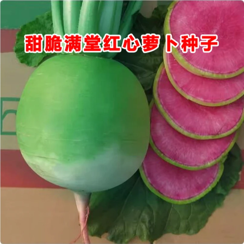 【全场满5元包邮】甜脆满堂红萝卜种子秋播心里美绿皮红心水果萝卜