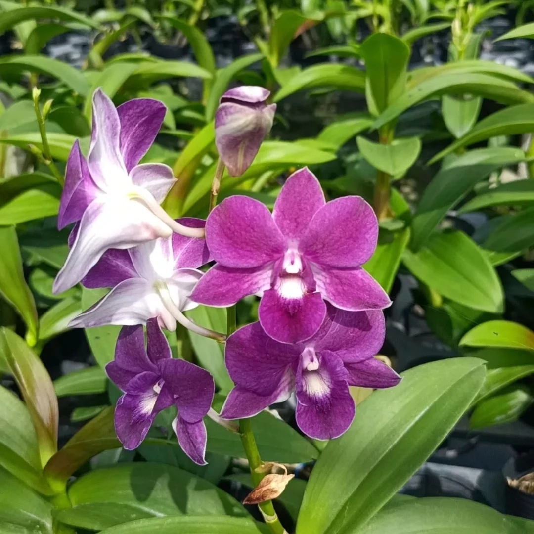 蓝天使秋石斛石斛兰（开花机器）