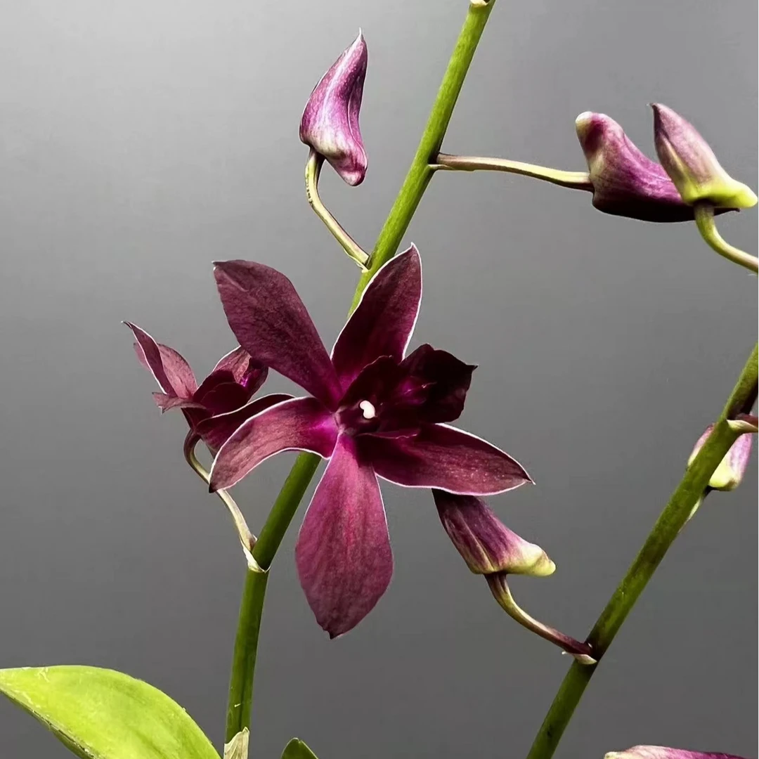 西施秋石斛石斛兰（开花机器）