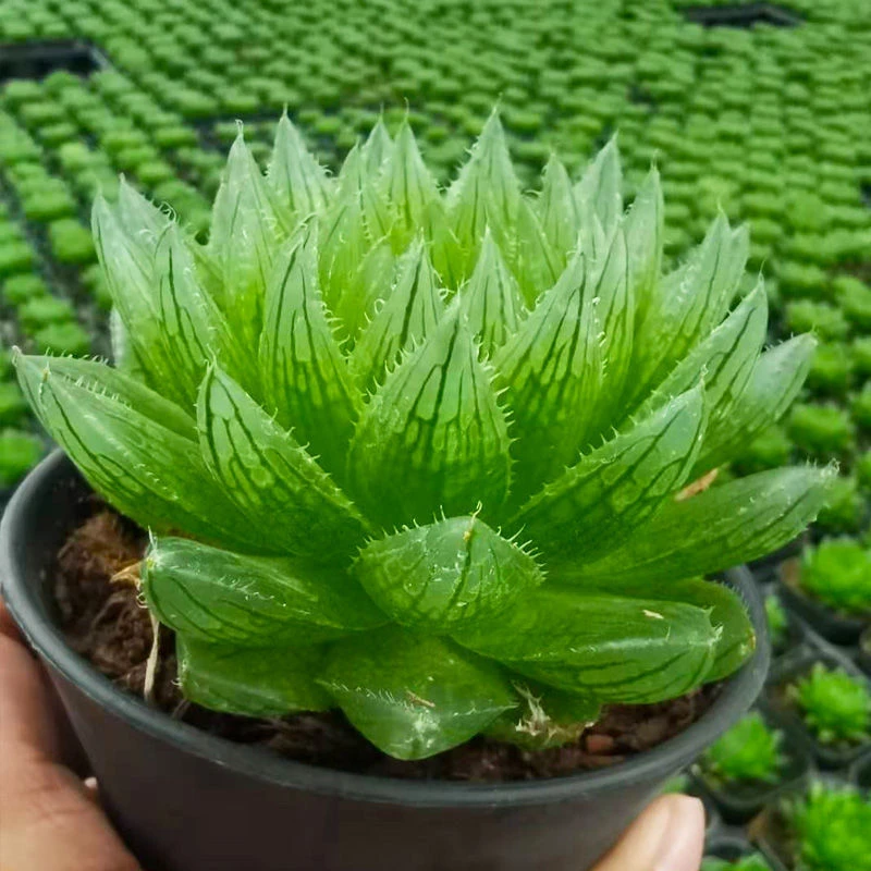 樱水晶多肉植物大颗玉露十二卷办公室内桌面防辐射阳台客厅好养
