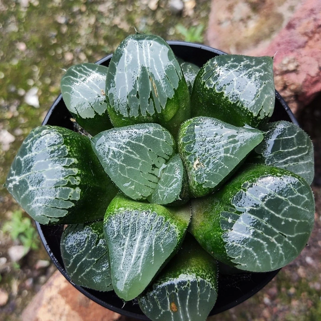 月影寿玉露稀有多肉植物批发基地精品多肉直播室内花卉绿植小盆栽