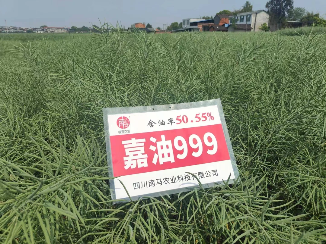 油菜种子矮油王者高产高含油结荚密分枝多中抗菌核病抗倒扶