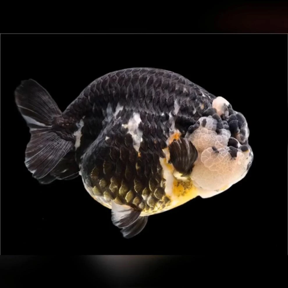 00号黑妞的兰寿金鱼福寿金鱼奶牛奶花水墨重墨金鱼