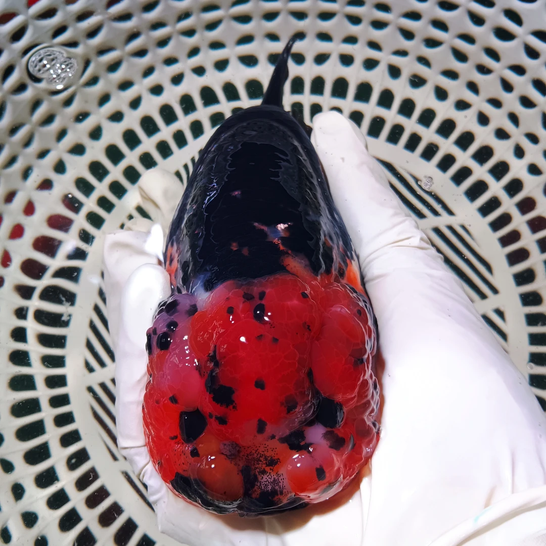 13号红头重墨兰寿金鱼