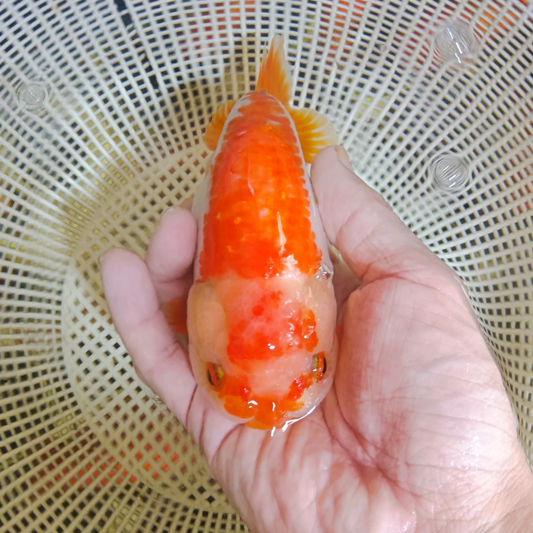 05号红通背玉兰寿金鱼