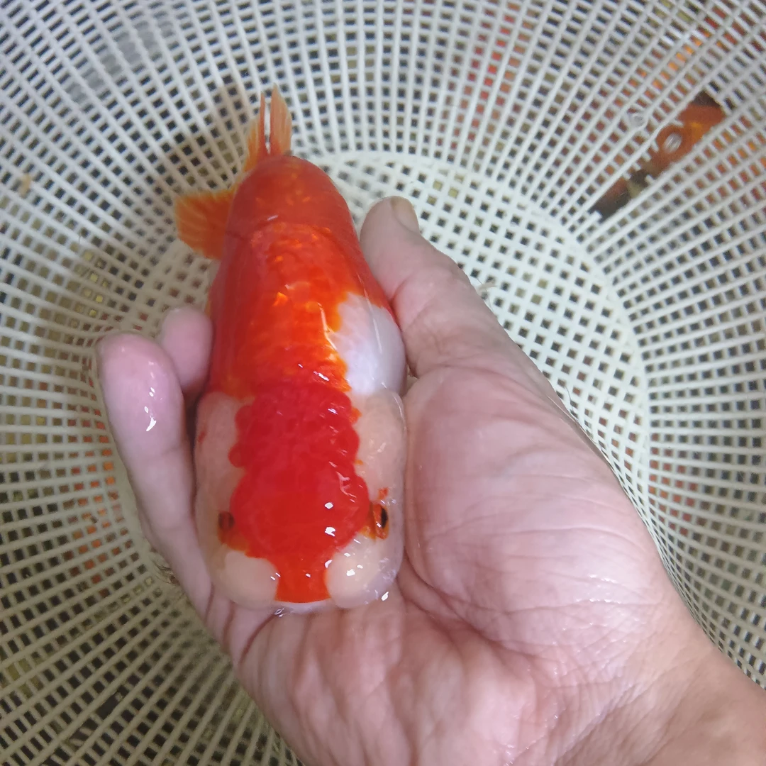 09号红顶宫鹅兰寿金鱼