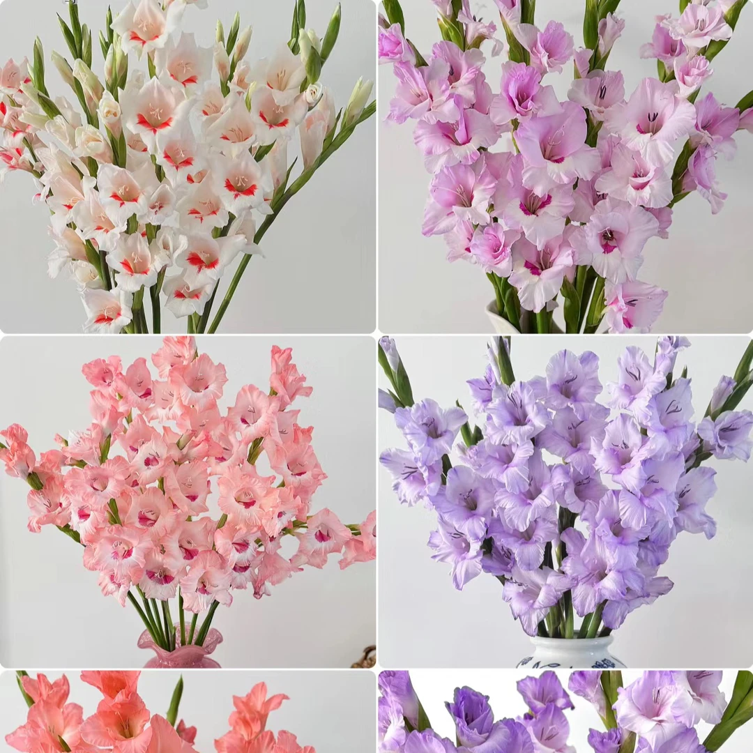 【花语轩优选】剑兰节节高升  云南基地直发鲜切花