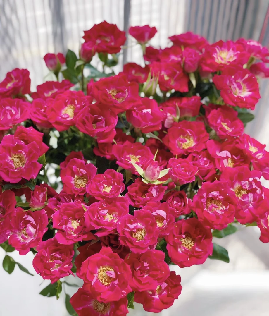 【花语轩优选】波塞妮娜多头玫瑰  云南直发 日常养护插花摆放