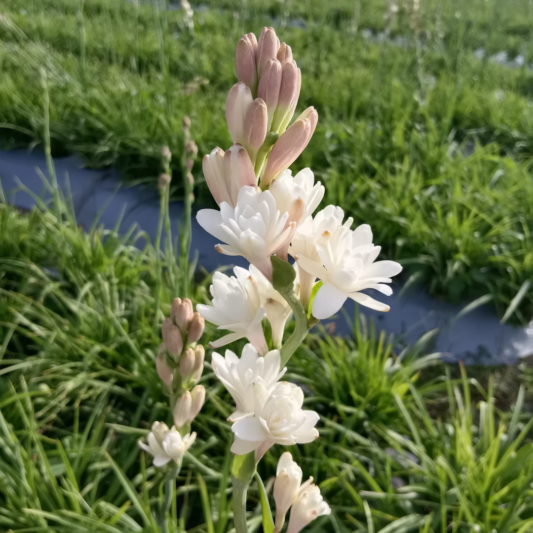 晚香玉夜来香盆花种球阳台庭院花卉