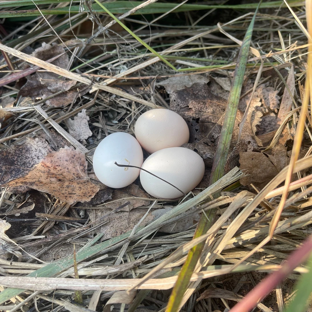 高山散养土鸡蛋10枚