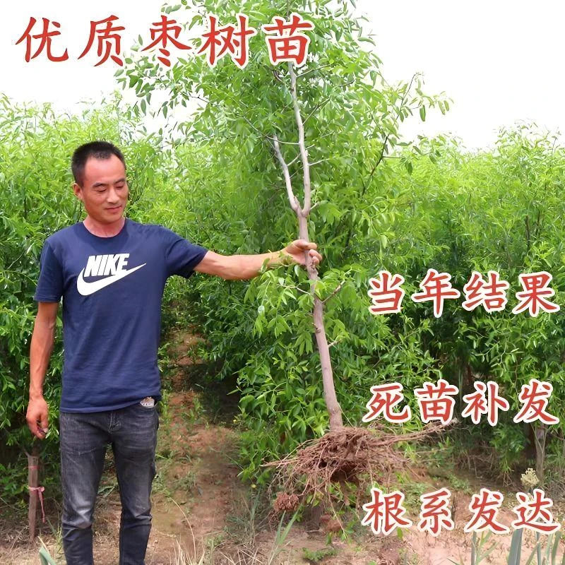 特大枣树苗沾化冬枣树苗大青枣果树苗南北方种植当年结果盆栽地栽