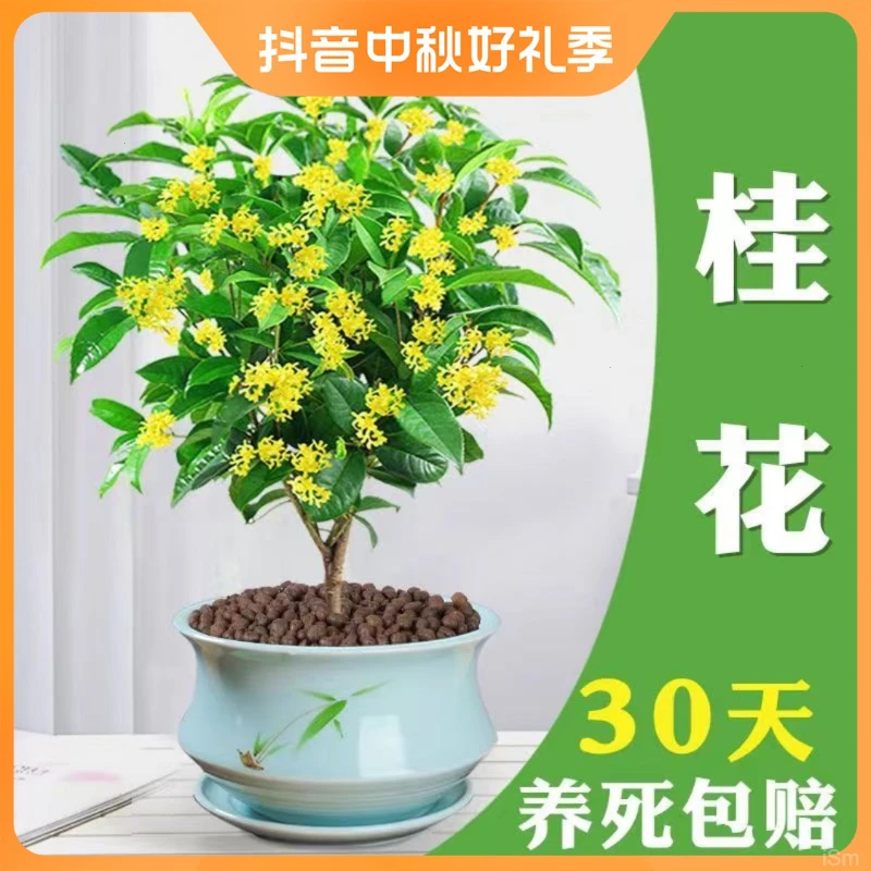 阳台庭院大树地栽四季桂开花不断浓香型盆栽桂花树苗花卉植物室内