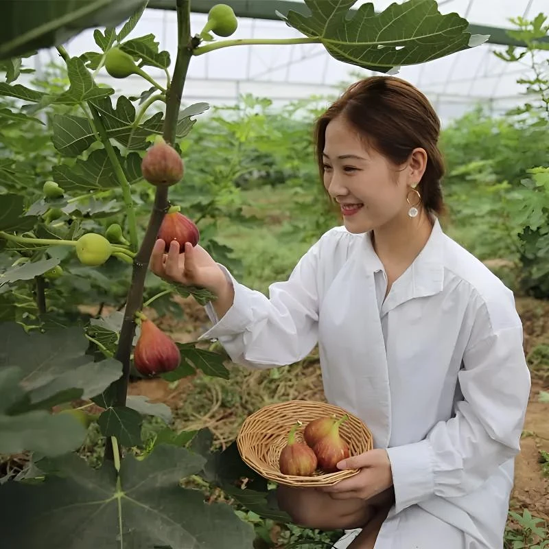 无花果树果苗特大果带果盆栽波姬红波尔多南北方四季种植耐寒地栽