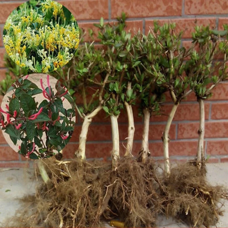 浓香阳台树苗花卉盆栽可食用开四季老桩带花苞庭院金银花爬藤植物