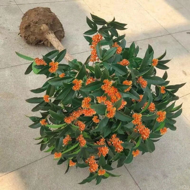 花卉植物金花期浓香型盆栽桂庭院丹桂四季桂桂花树苗室内外可食用