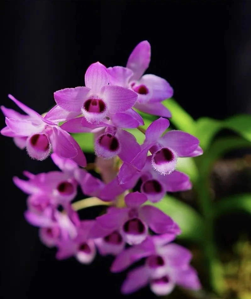 麝香石斛（开花浓香型）超长花期  花量大