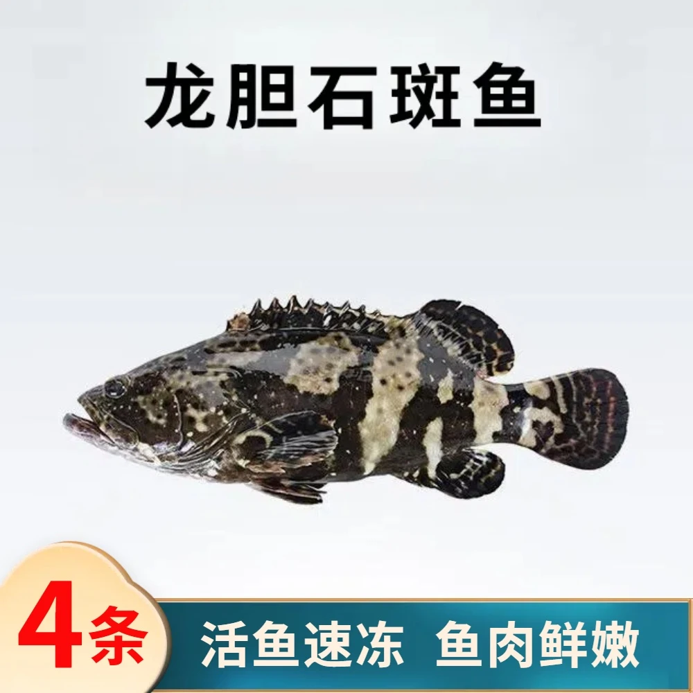 2.8斤共4条龙胆石斑鱼 活鱼速冻非活发(不帮杀)单条约6-7两左右