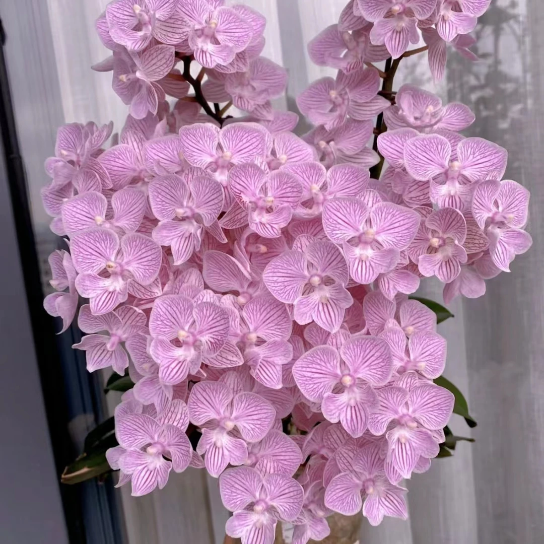 蝴蝶兰-樱花苗3.5寸杯(无花)