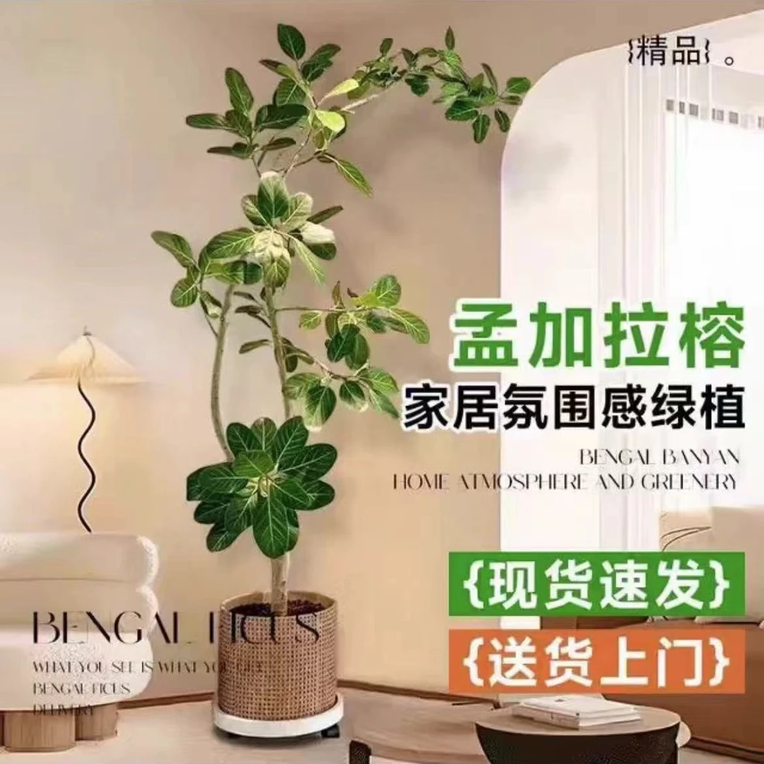 高山榕"孟加拉榕"时尚高级网红绿植耐养活大型绿植