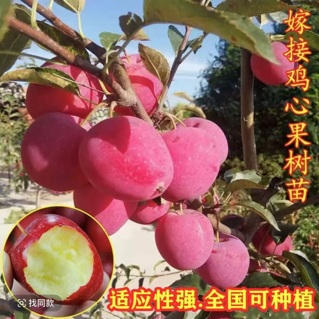【嫁接鸡心果树苗】南方北方种植苗盆栽地在耐寒耐热阳台庭院种植