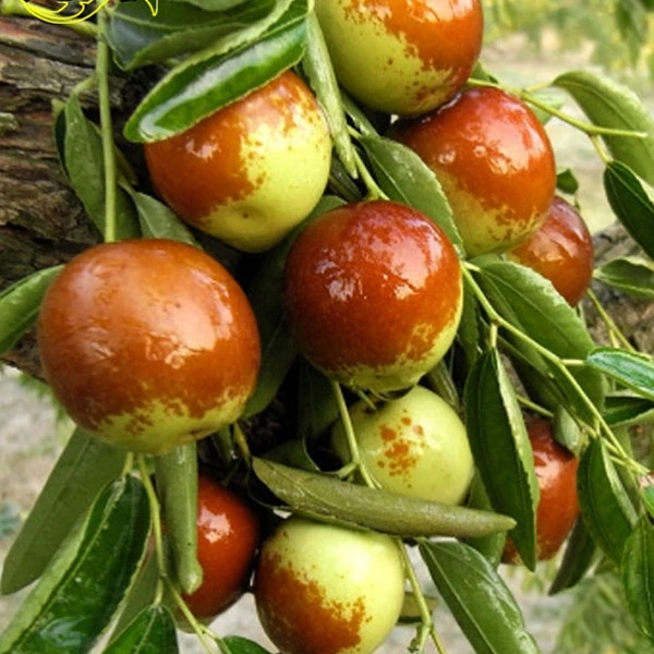 正宗冰糖脆枣苗脆甜无渣沾化冬枣南方北方种植庭院 枣树果树苗