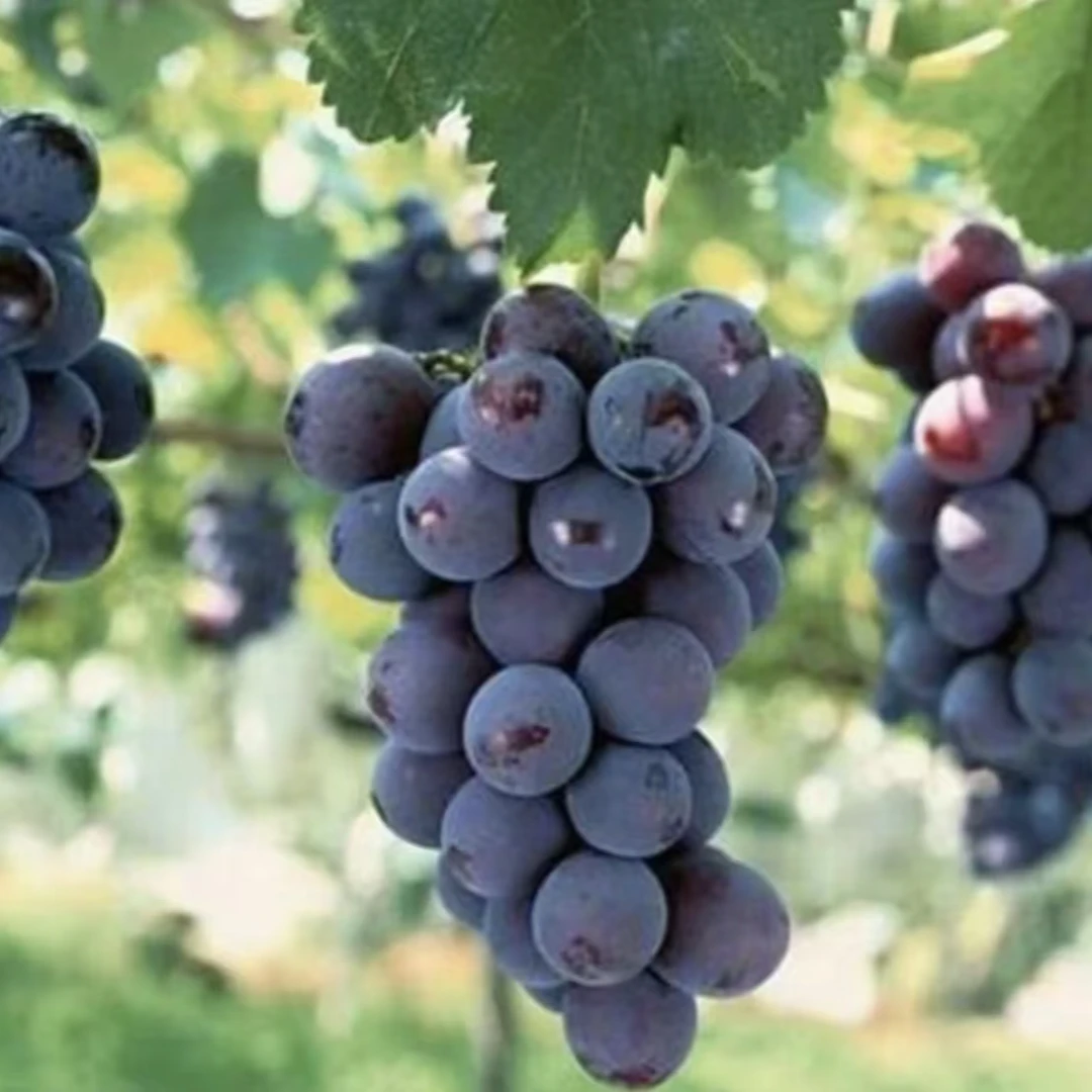 【巨峰葡萄树苗】葡萄苗盆栽地栽阳台庭院四季种植 果树苗