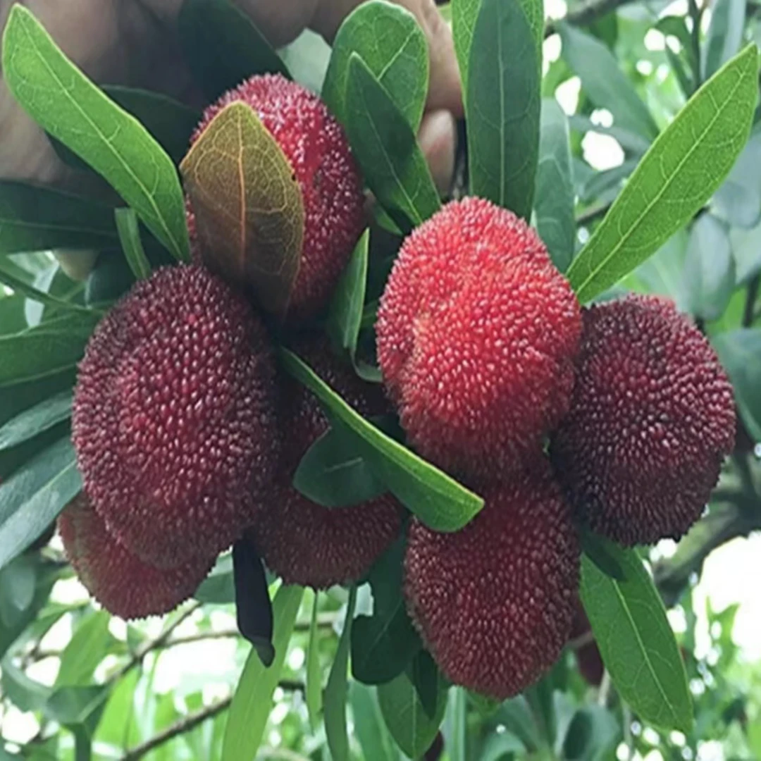 【杨梅树苗】正宗东魁杨梅果树苗阳台庭院盆栽地栽黑炭杨梅苗