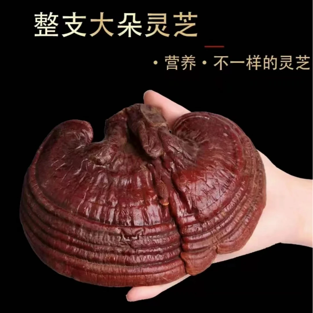 长白山产地【整枝灵芝】泡酒